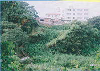 手前には草木が倒れていて奥には焼けた建物が写っている写真