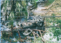 白い焼け焦げたものが地面に落ちていて、その周りに焼け落ちた木の枝が写っている写真