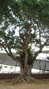 青々とした山桃の木の写真