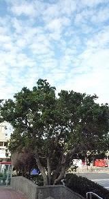 青々とした山桃の木と白い雲と青い空が写っている写真