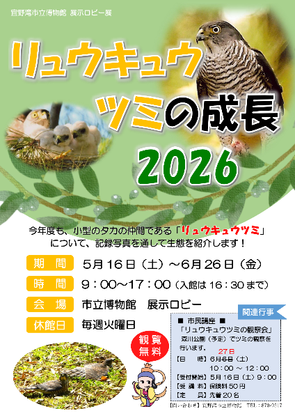 リュウキュウツミの成長2026