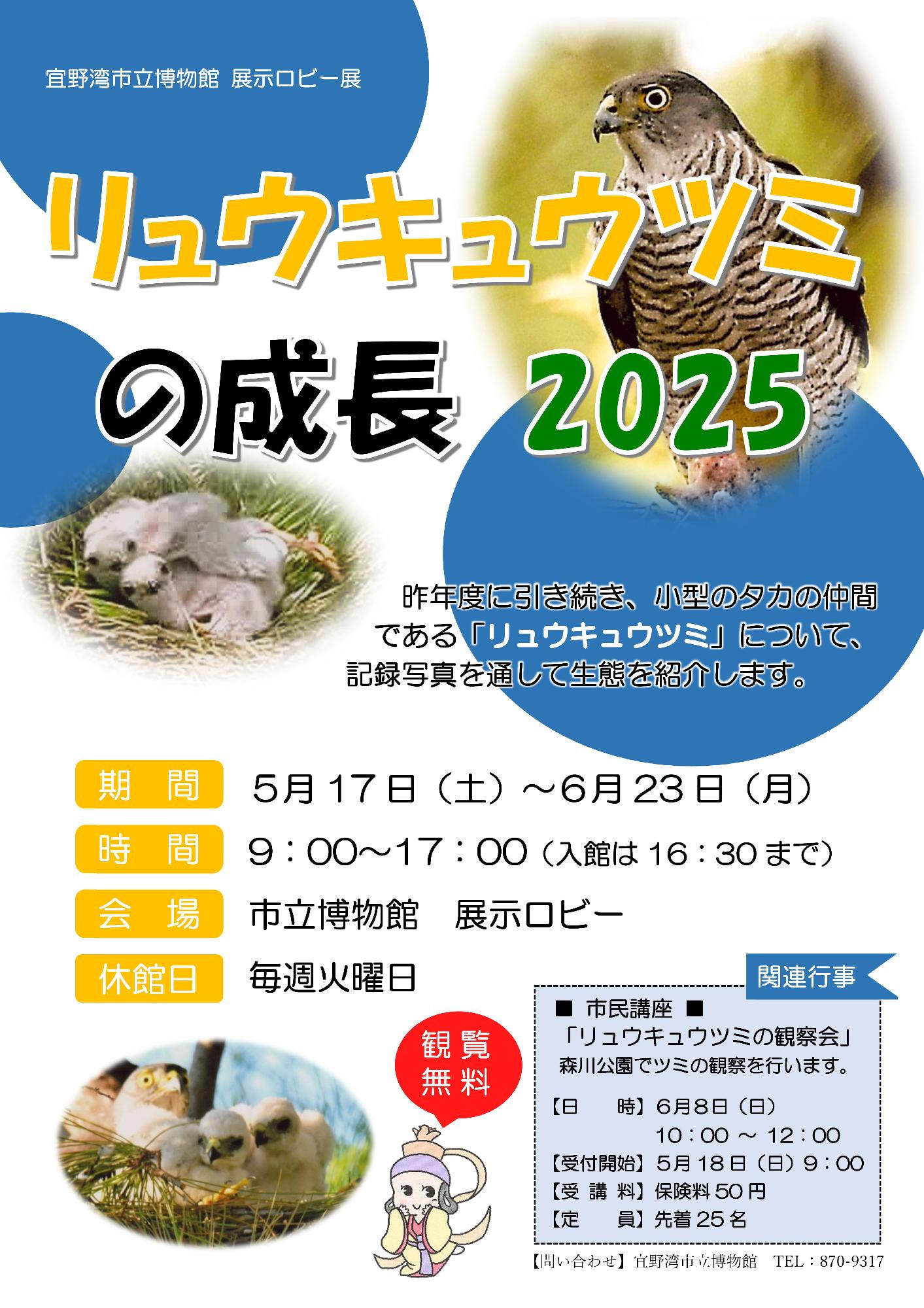 令和7年度 リュウキュウツミの成長