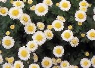 緑色の葉に花の周りが白色、中央が黄色の小ぶりのキクの花の写真