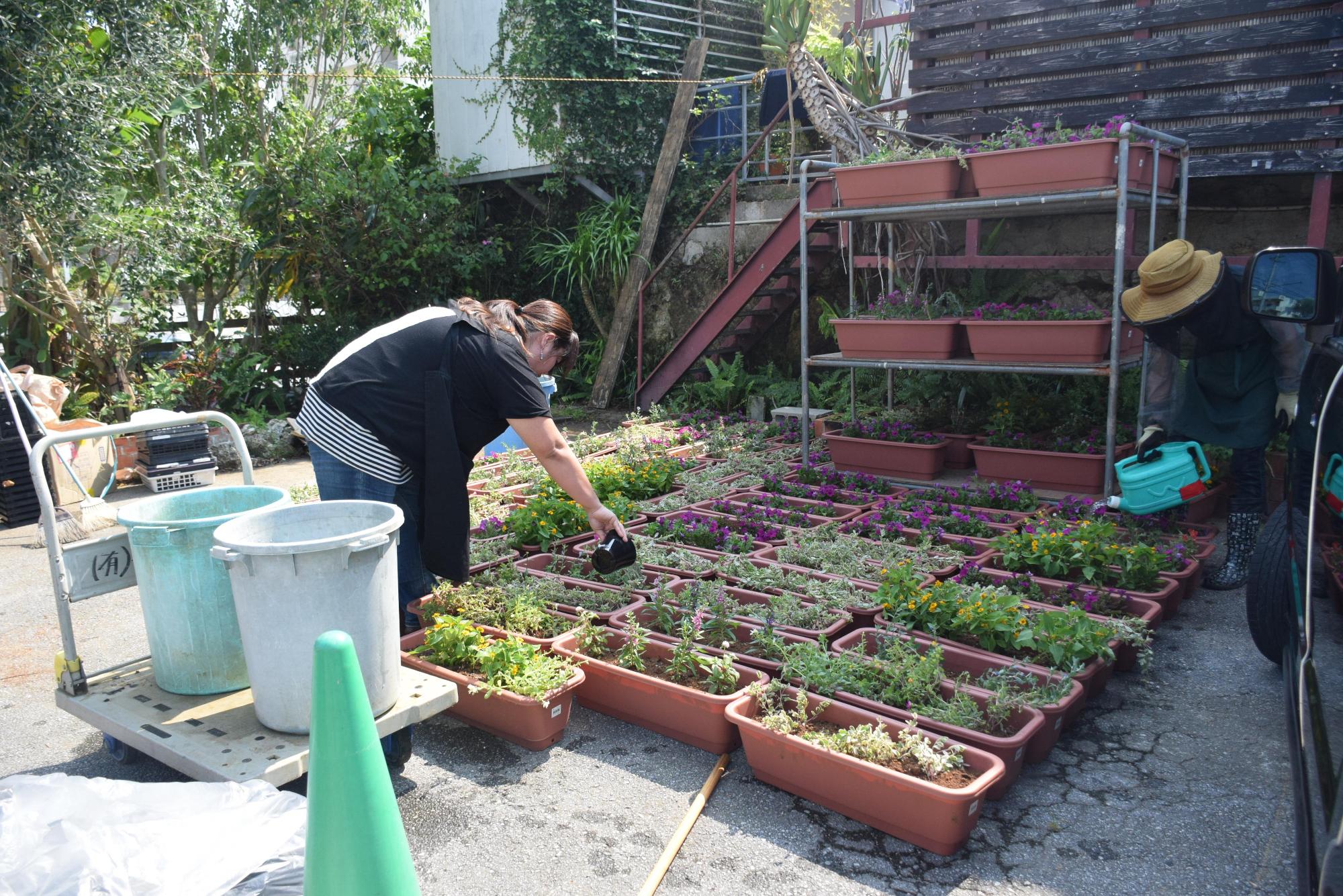 花の苗が植えられた沢山のプランターに水を挙げている2人の参加者の写真