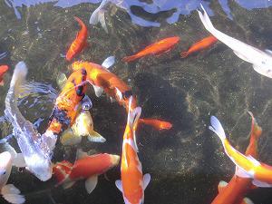 色鮮やかな錦鯉が泳いでいる写真