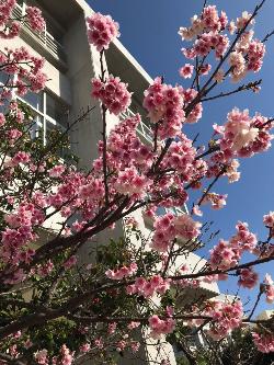 市民会館前広場に咲く、桜の木