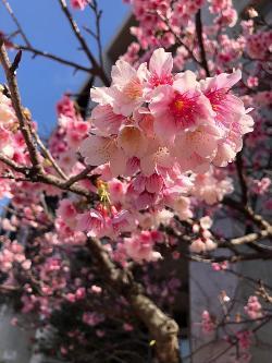 市民会館前広場に咲く、桜