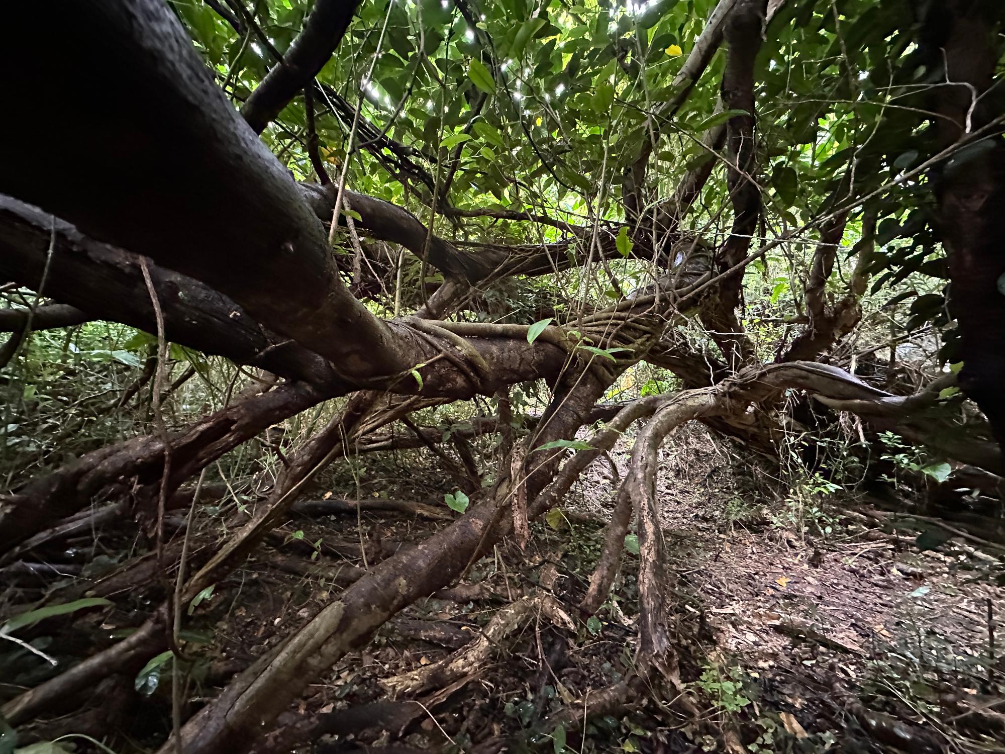 2025 March 31st Condition of the fallen tree from the north