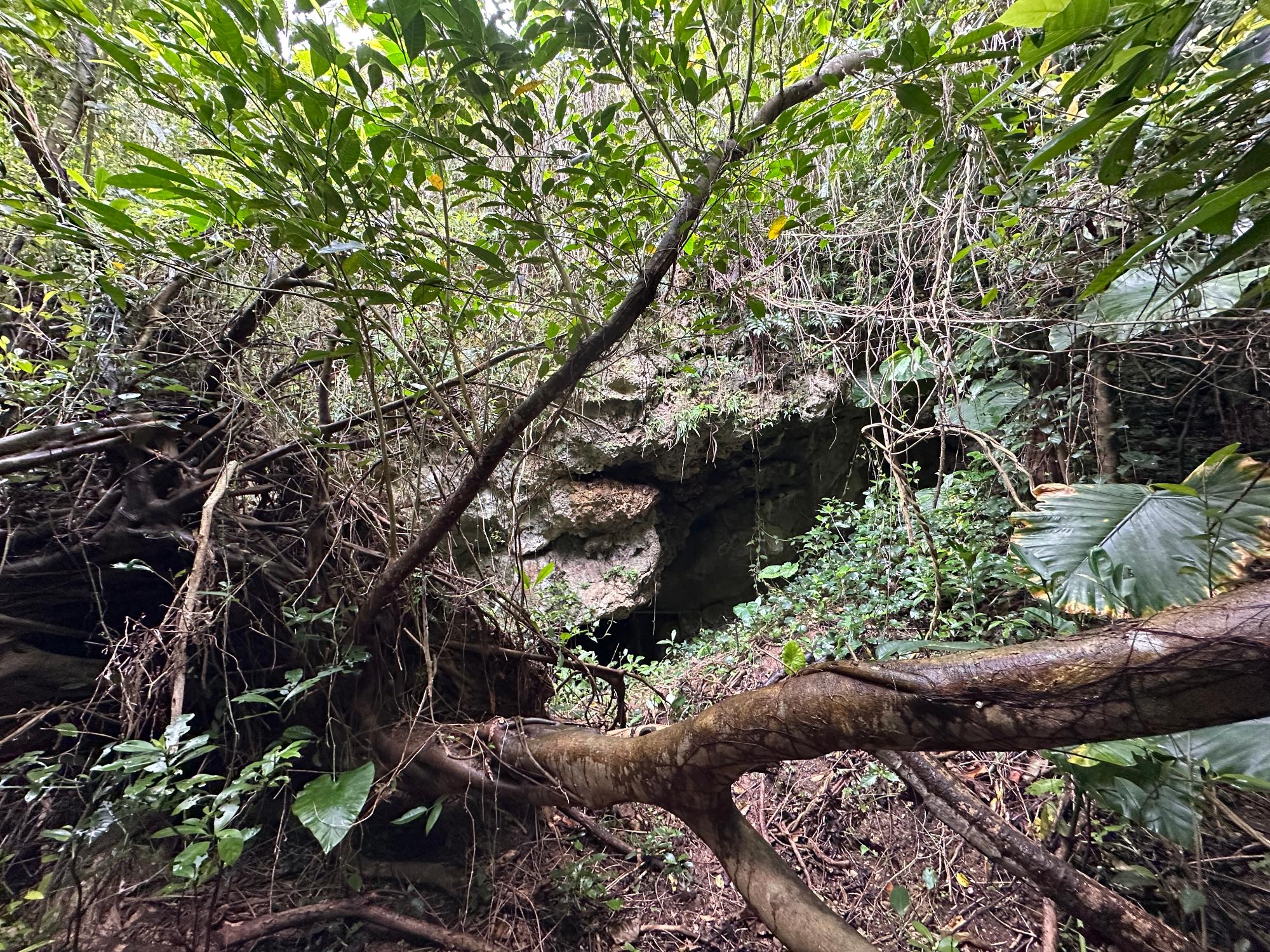 2025 March 31st View of the spring through the fallen tree