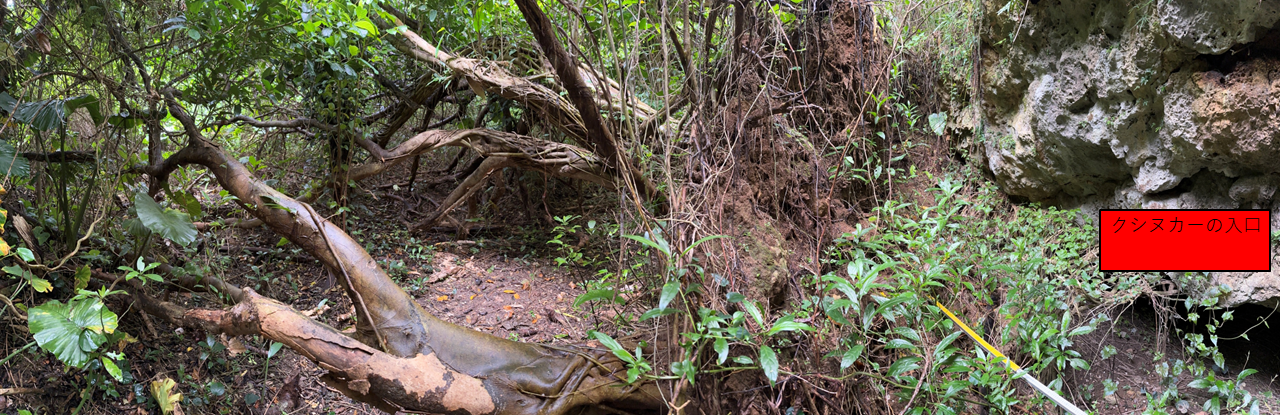 2025.03.31クシヌカー