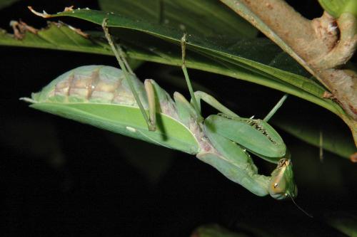 ハラビロカマキリ