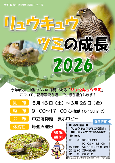 令和7年度　リュウキュウツミの成長