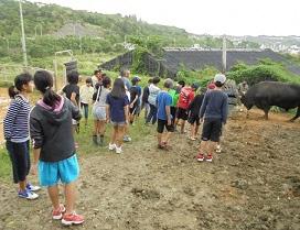 農場にいる黒い牛のまわりに集まっている小学生の写真