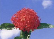 3枚の色の葉の上に鮮やかな赤色の花が青空の下に映えて見えるサンダンカの花木の写真