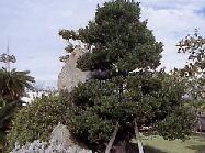 大きな石の前に植えられている全体が緑色の葉で覆われれているリュウキュウコクタンの写真
